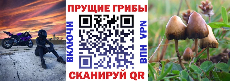 где можно купить наркотик  ОМГ ОМГ   Псилоцибиновые грибы Cubensis  Бор 